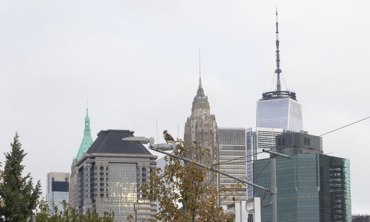 Red-tailed Hawk - ML644496846