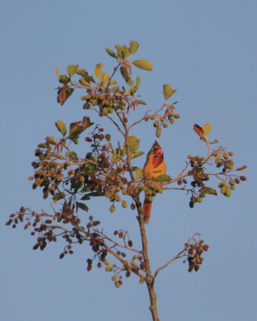 Northern Cardinal - ML644496849