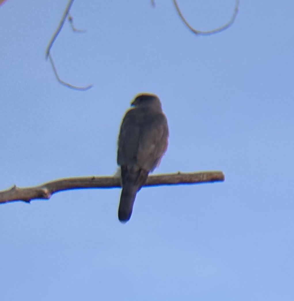 Cooper's Hawk - ML644496852