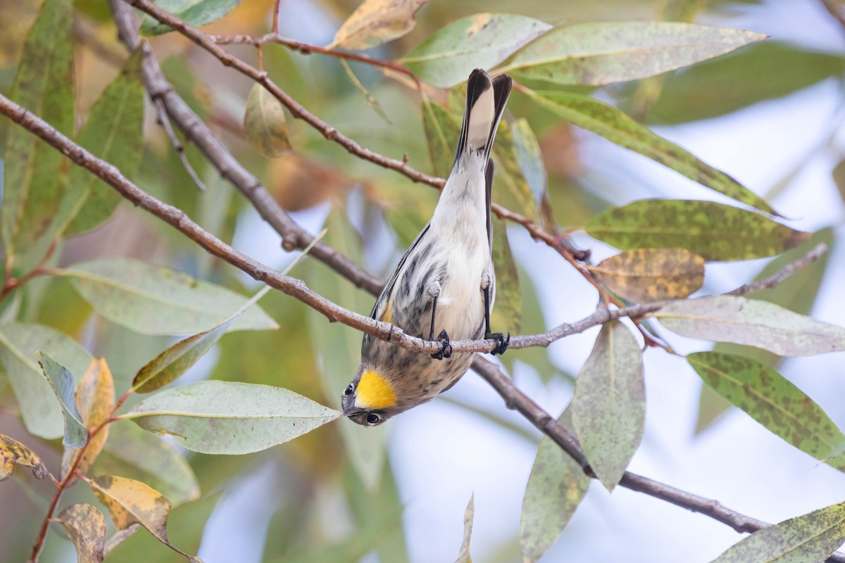 Yellow-rumped Warbler - ML644496853