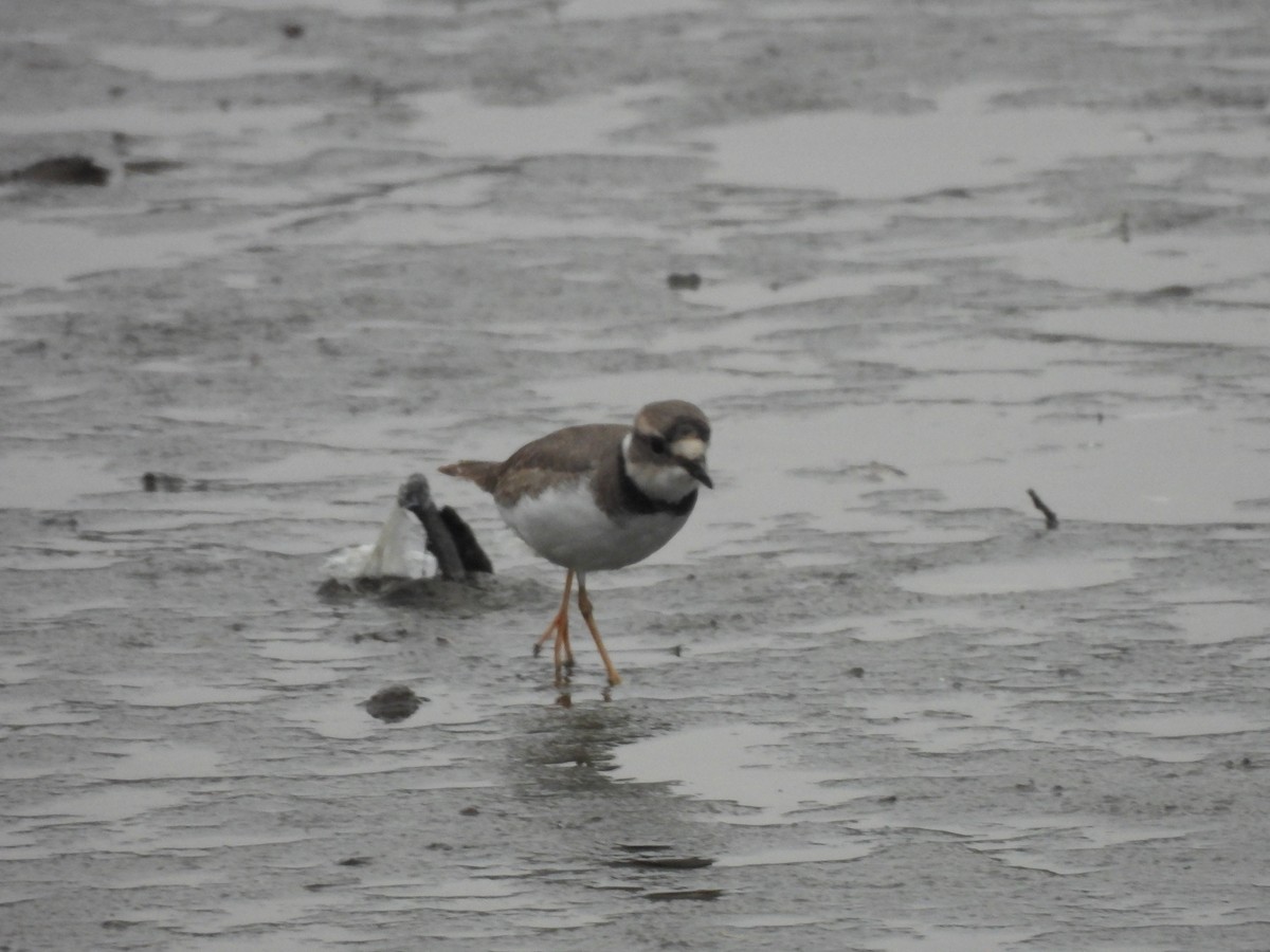Long-billed Plover - ML644496855