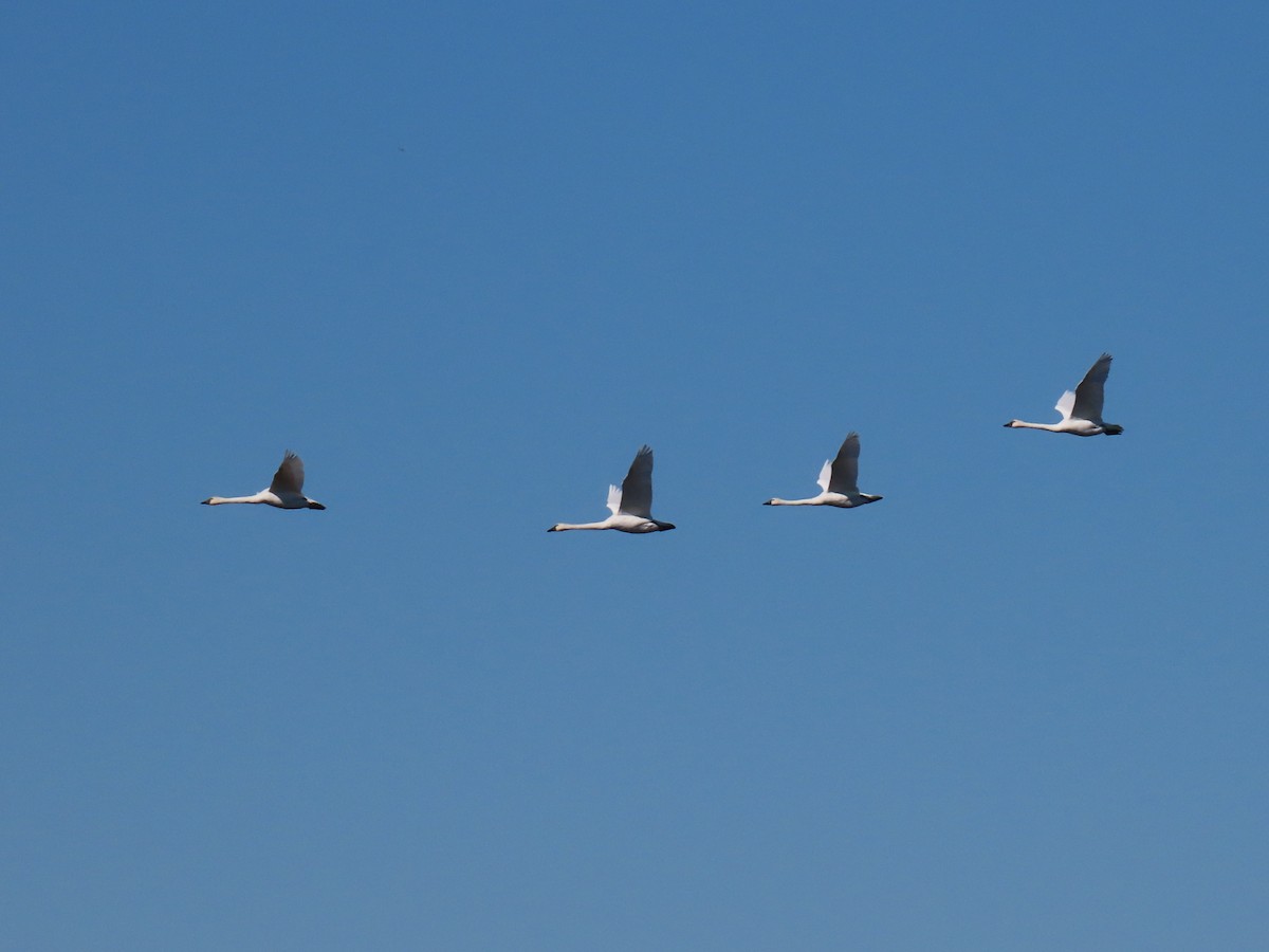 Beltxarga txistularia - ML644496856