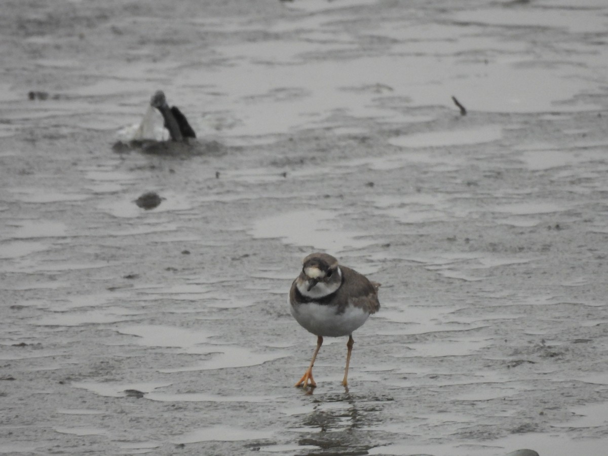 Long-billed Plover - ML644496857