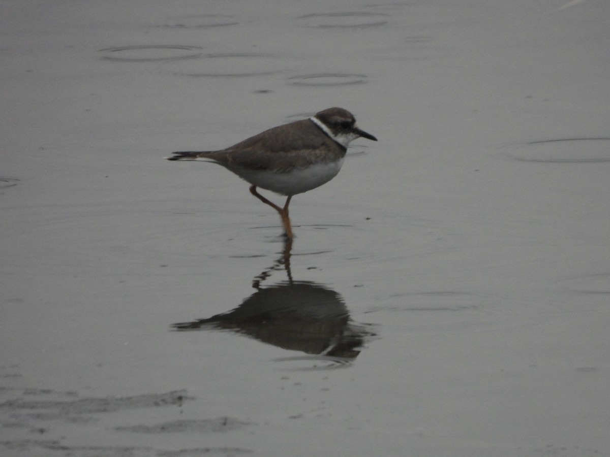Long-billed Plover - ML644496858