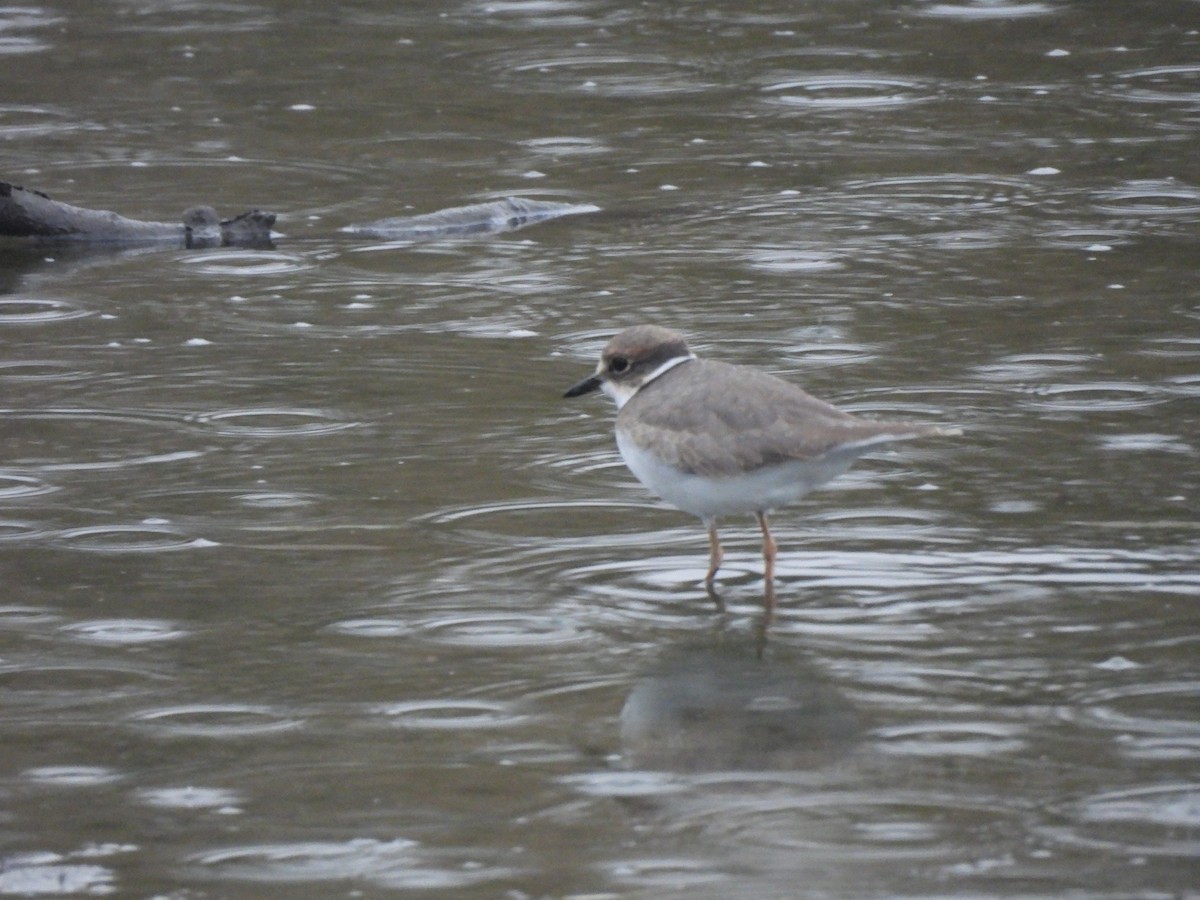 Long-billed Plover - ML644496859