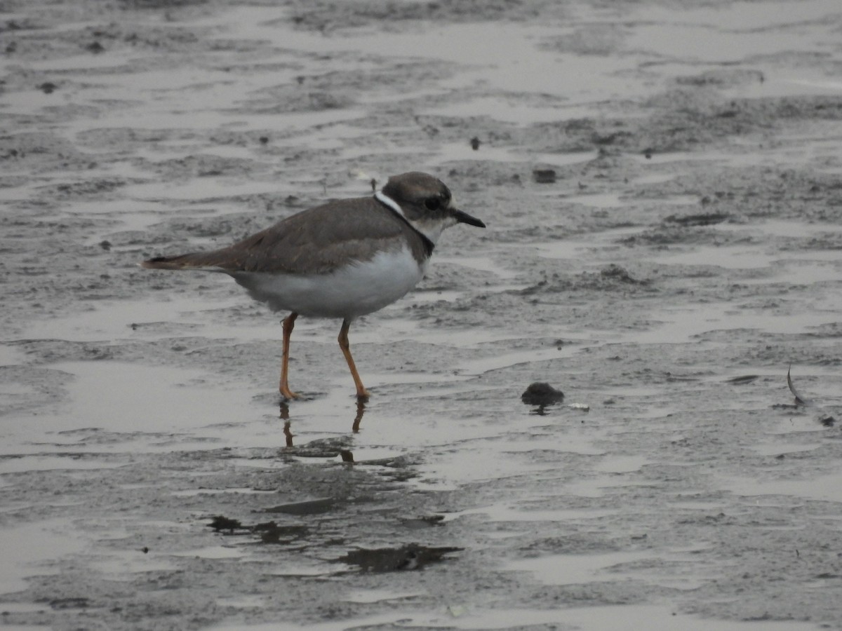 Long-billed Plover - ML644496860