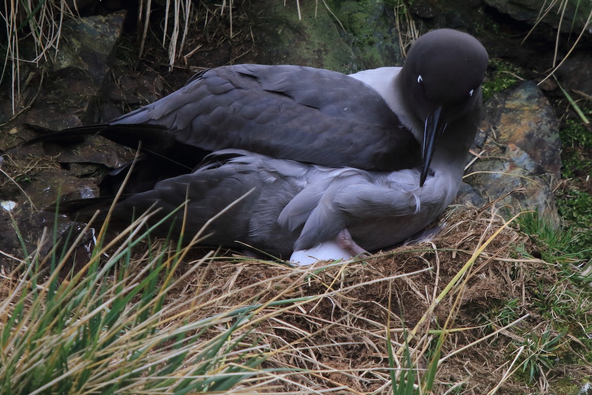 Light-mantled Albatross - ML644496863