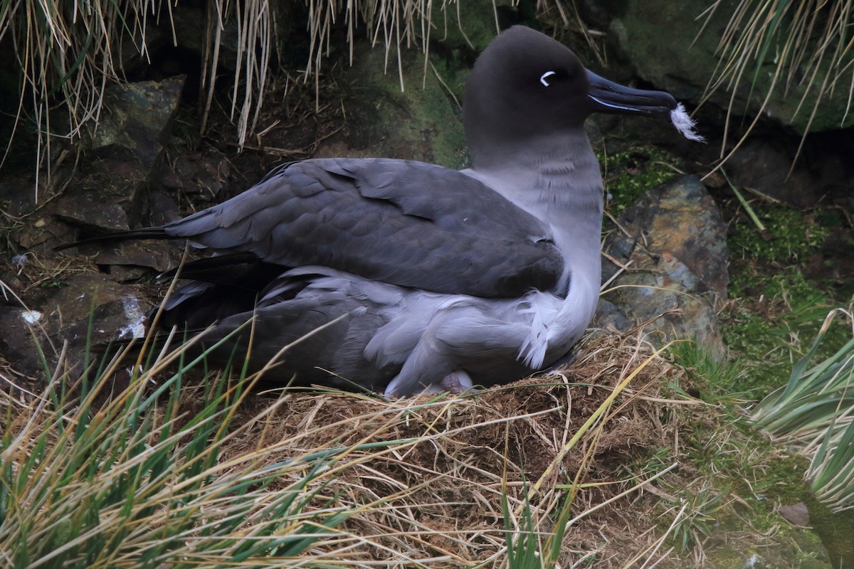 Light-mantled Albatross - ML644496864