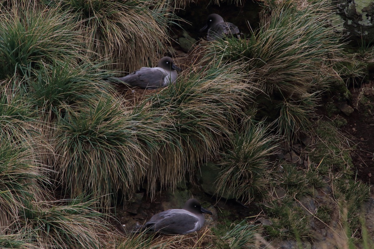 Light-mantled Albatross - ML644496865