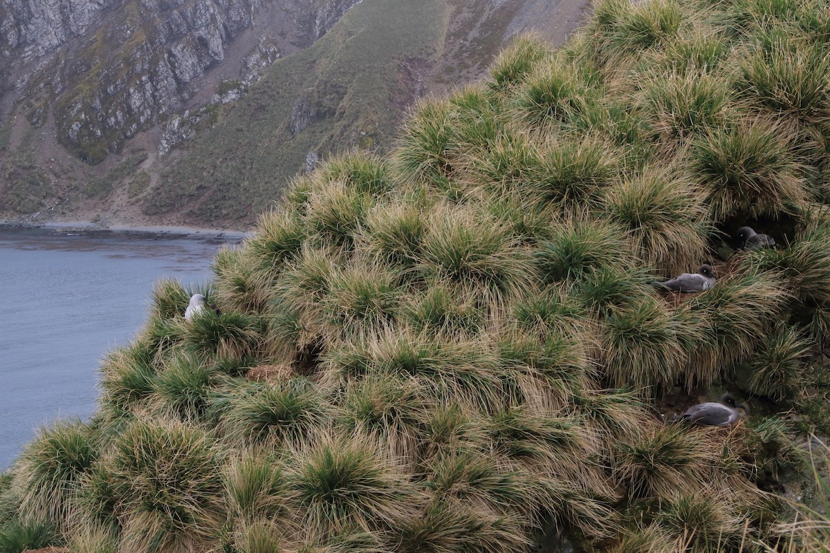 Light-mantled Albatross - ML644496867