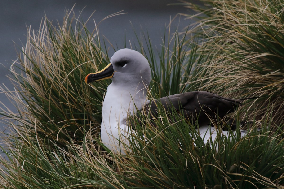 Gray-headed Albatross - ML644496868