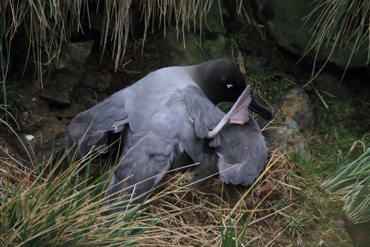 Light-mantled Albatross - ML644496871