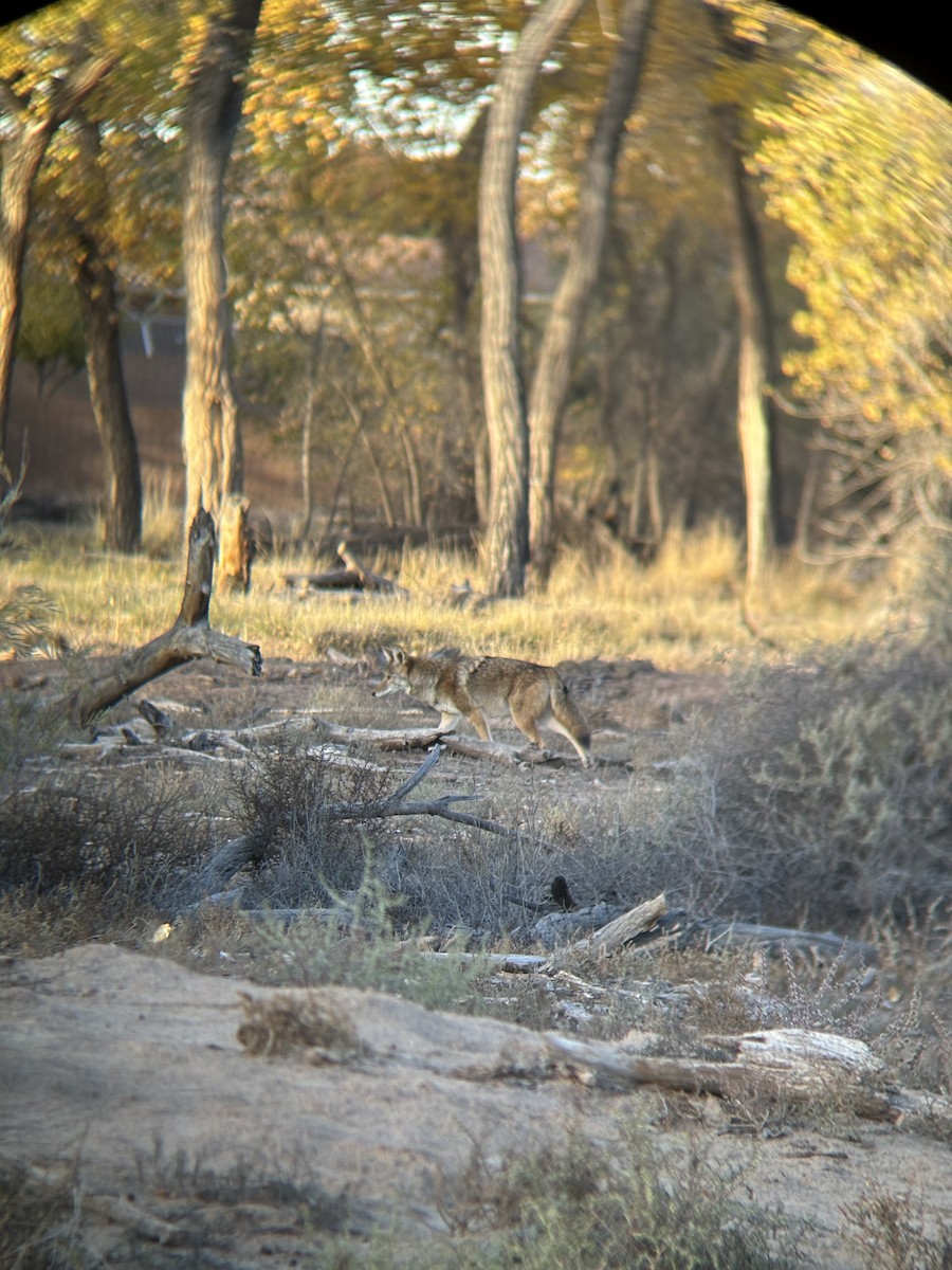 Coyote - ML644496872