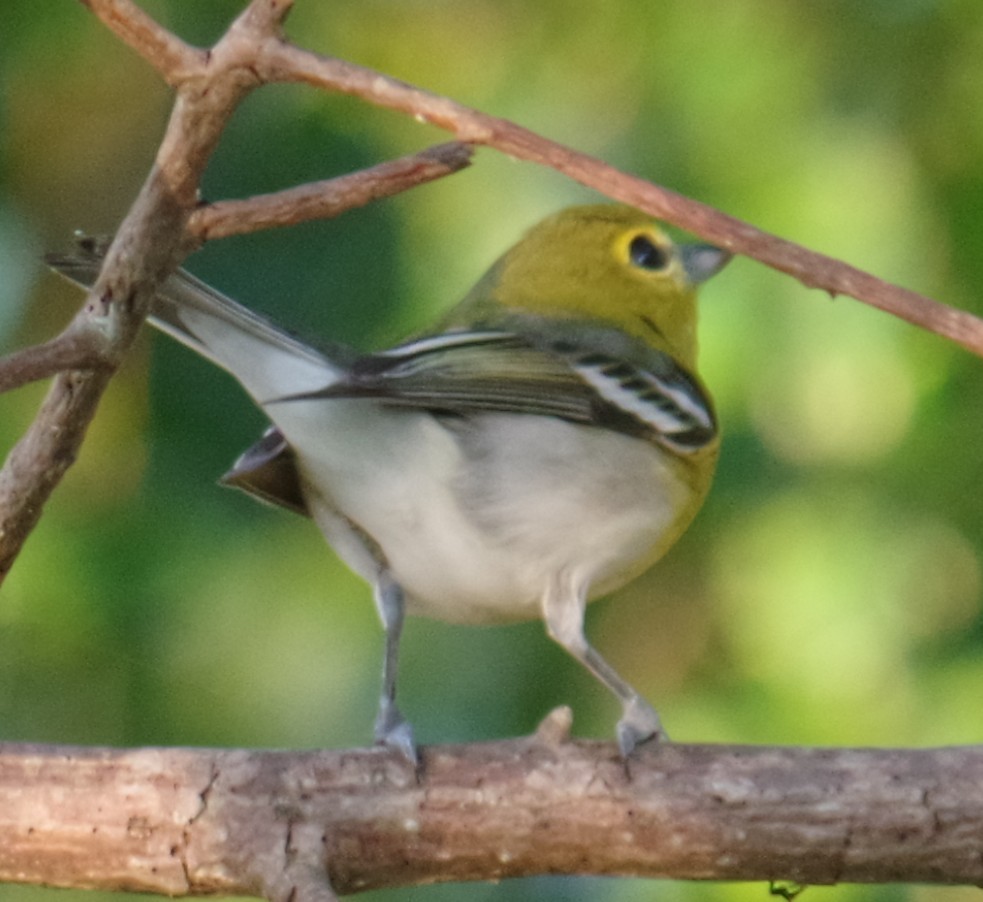 Желтогорлый виреон - ML644496873