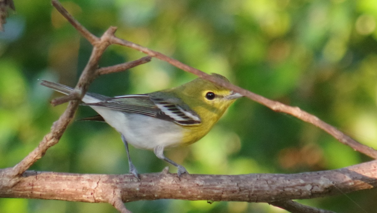 Желтогорлый виреон - ML644496874