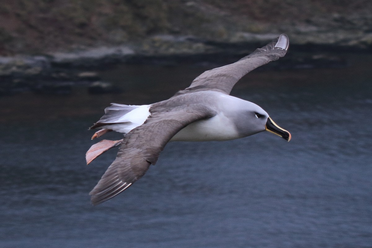 Gray-headed Albatross - ML644496881