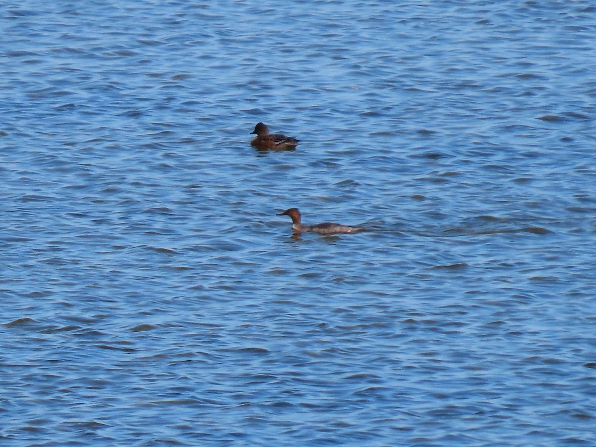 מרגון בינוני - ML644496882