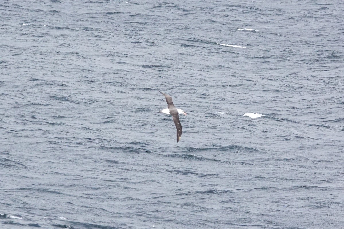 albatros černobrvý - ML644496888