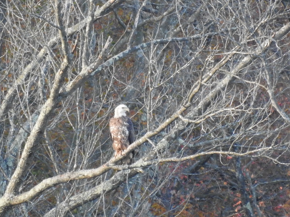 ハクトウワシ - ML644496890