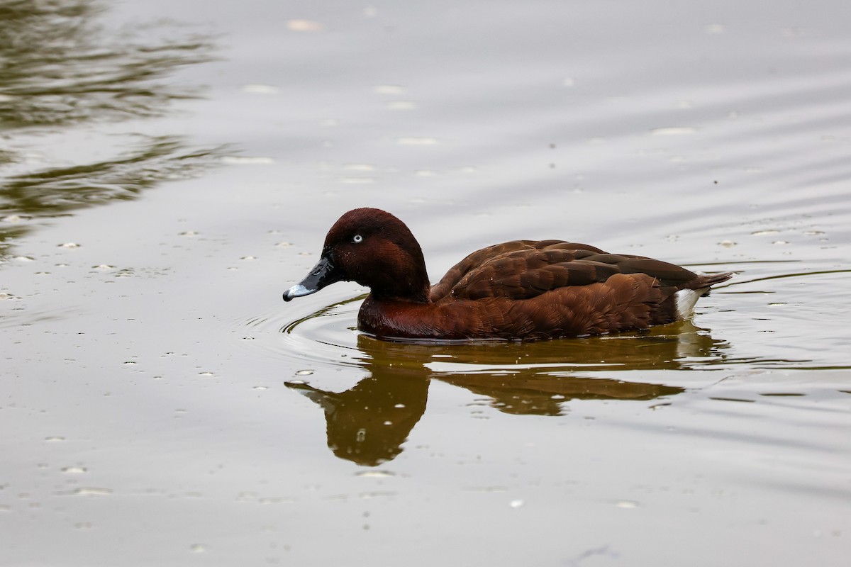 Hardhead - ML644496895