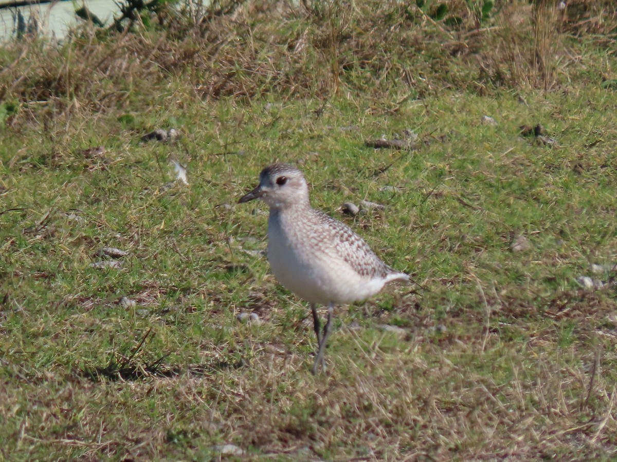 Pluvier argenté - ML644496907
