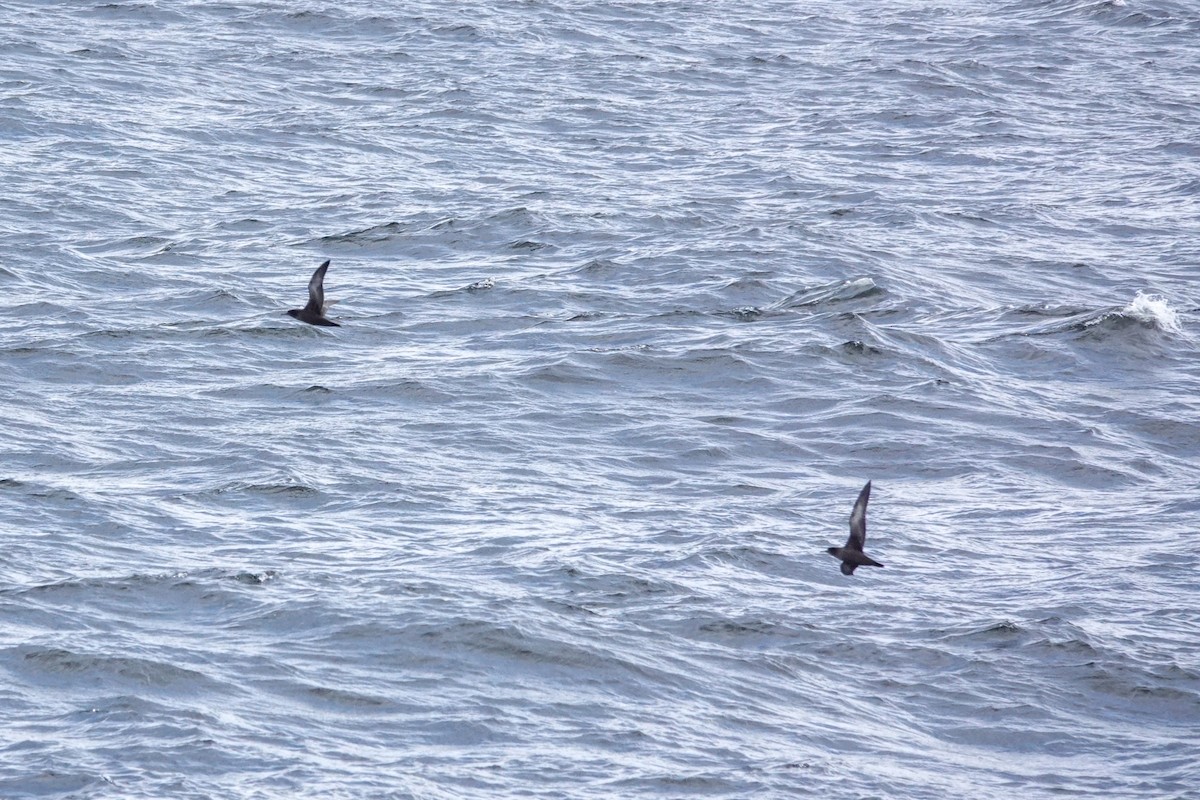 灰水薙鳥 - ML644496909