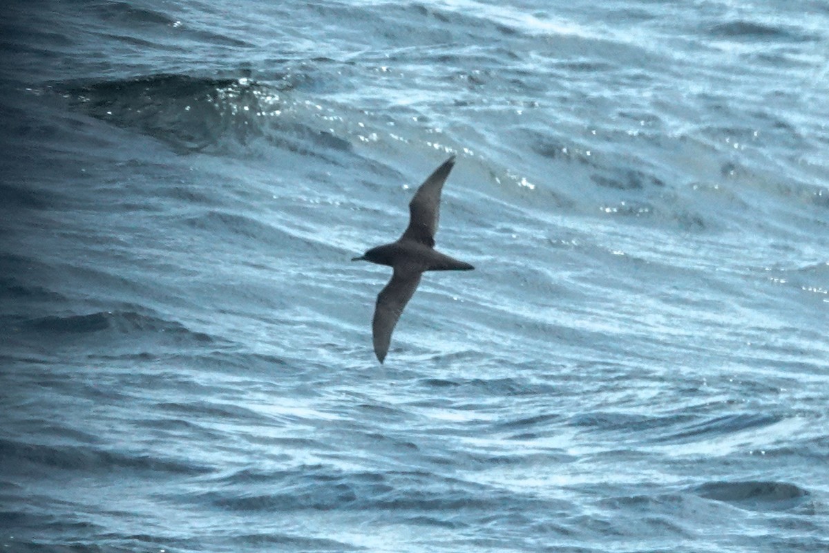 灰水薙鳥 - ML644496910