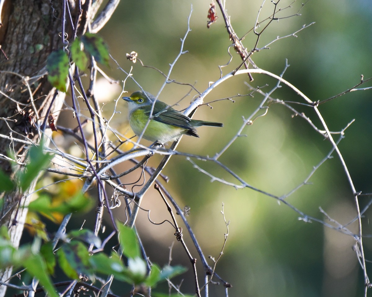 Белоглазый виреон - ML644496911