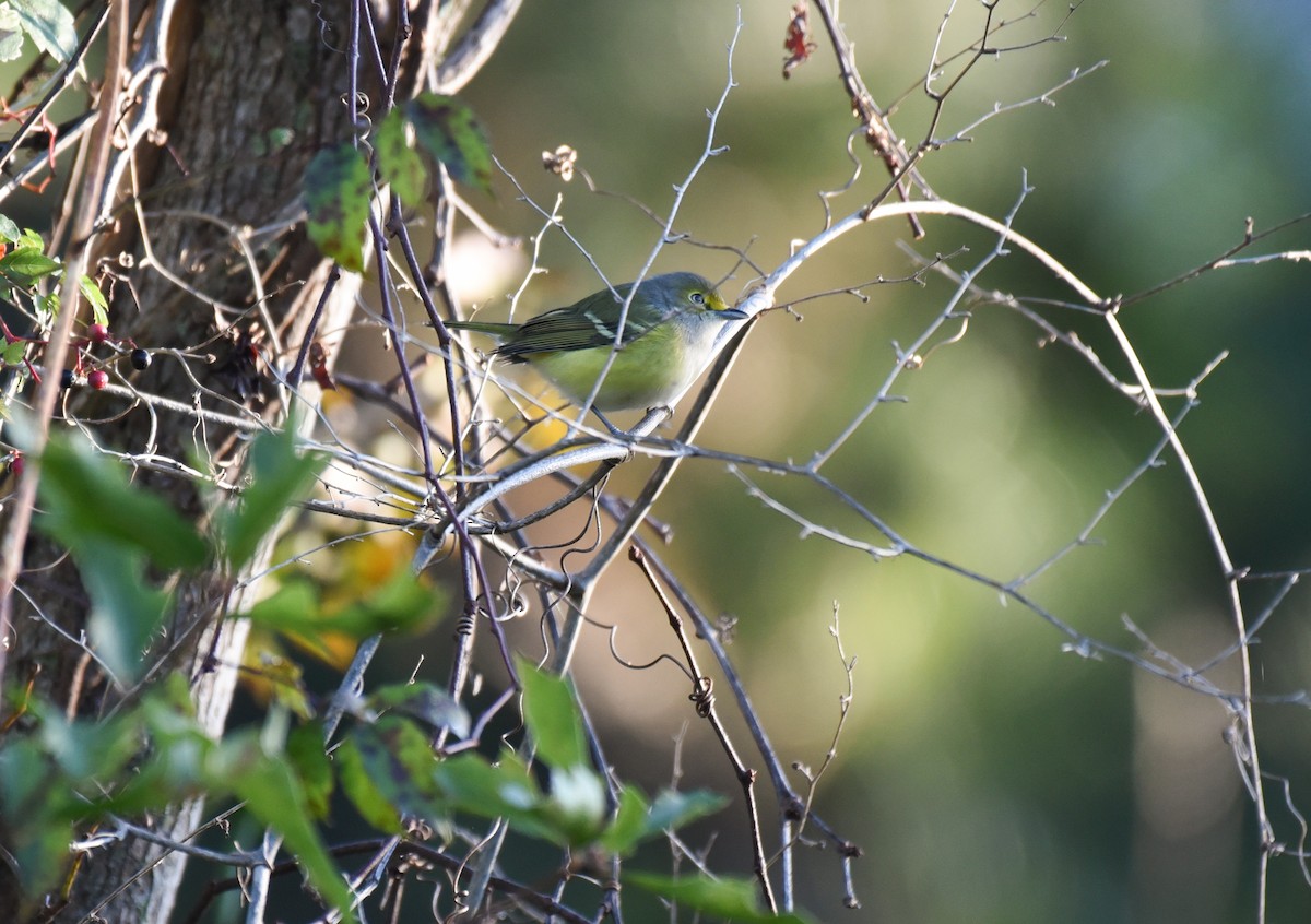 Белоглазый виреон - ML644496912