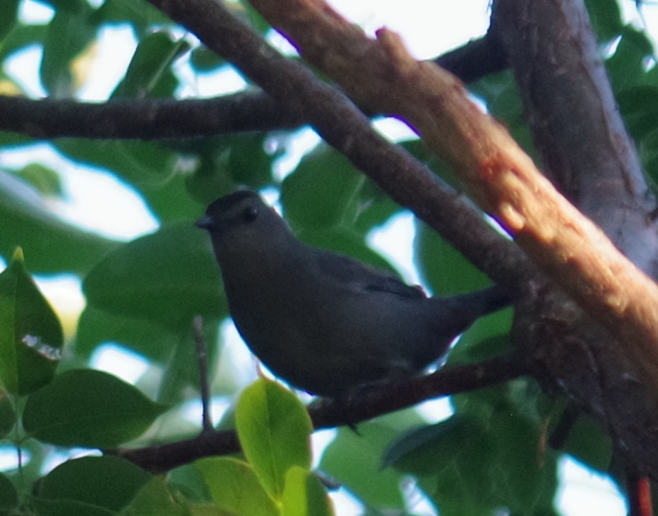 Кошачий пересмешник - ML644496915