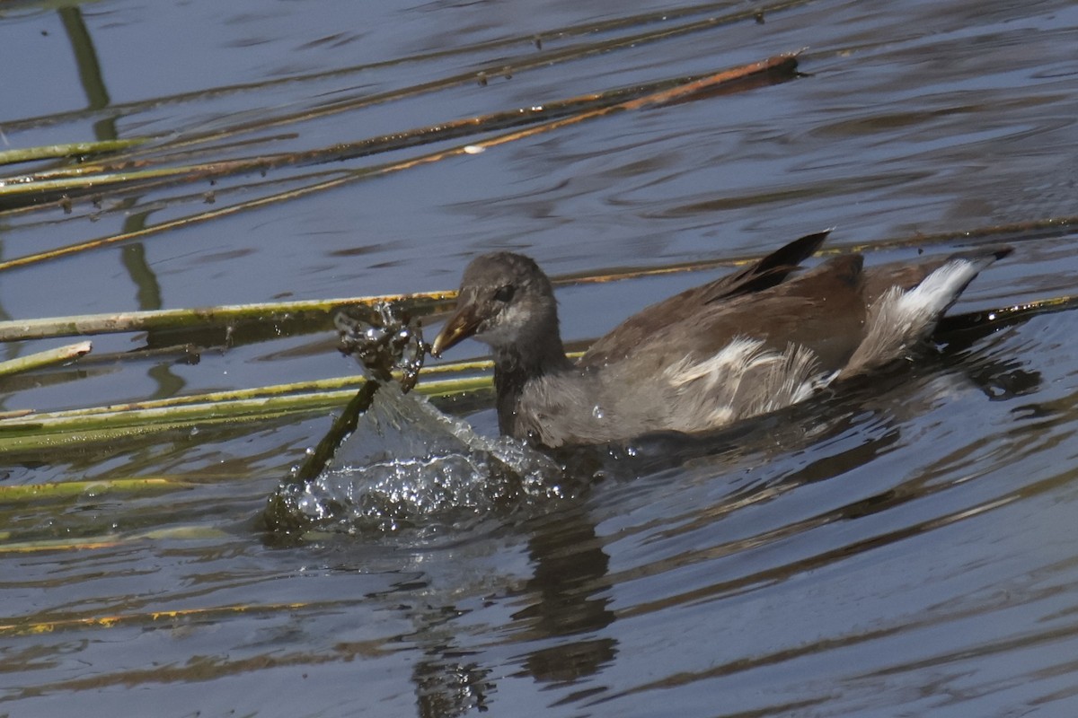 Amerika Sutavuğu - ML644496917