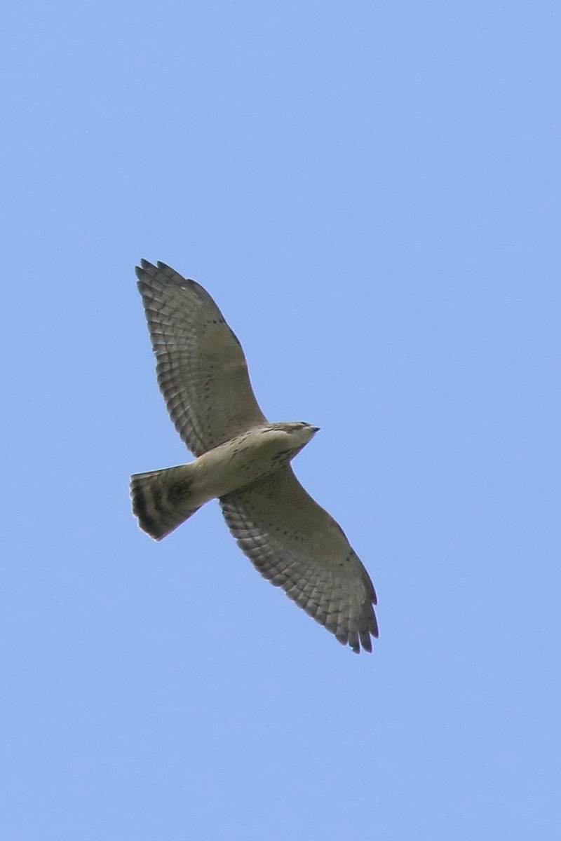 Petite Buse - ML644496920