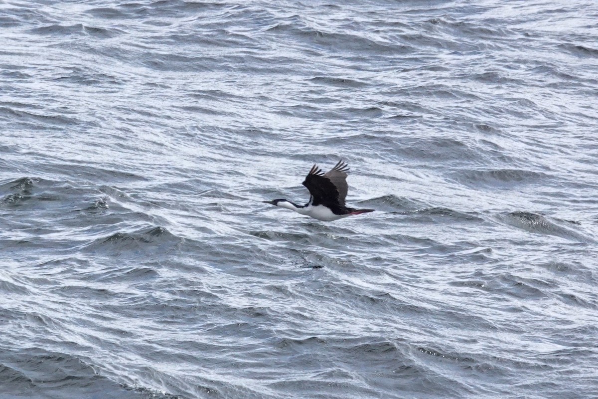 İbikli Sarıca Aynak - ML644496921