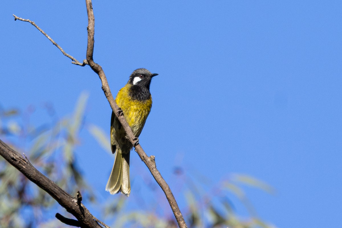 White-eared Honeyeater - ML644496928