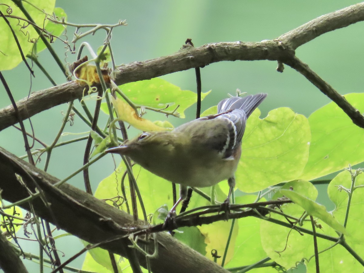 Kestane Gerdanlı Ötleğen - ML644496933