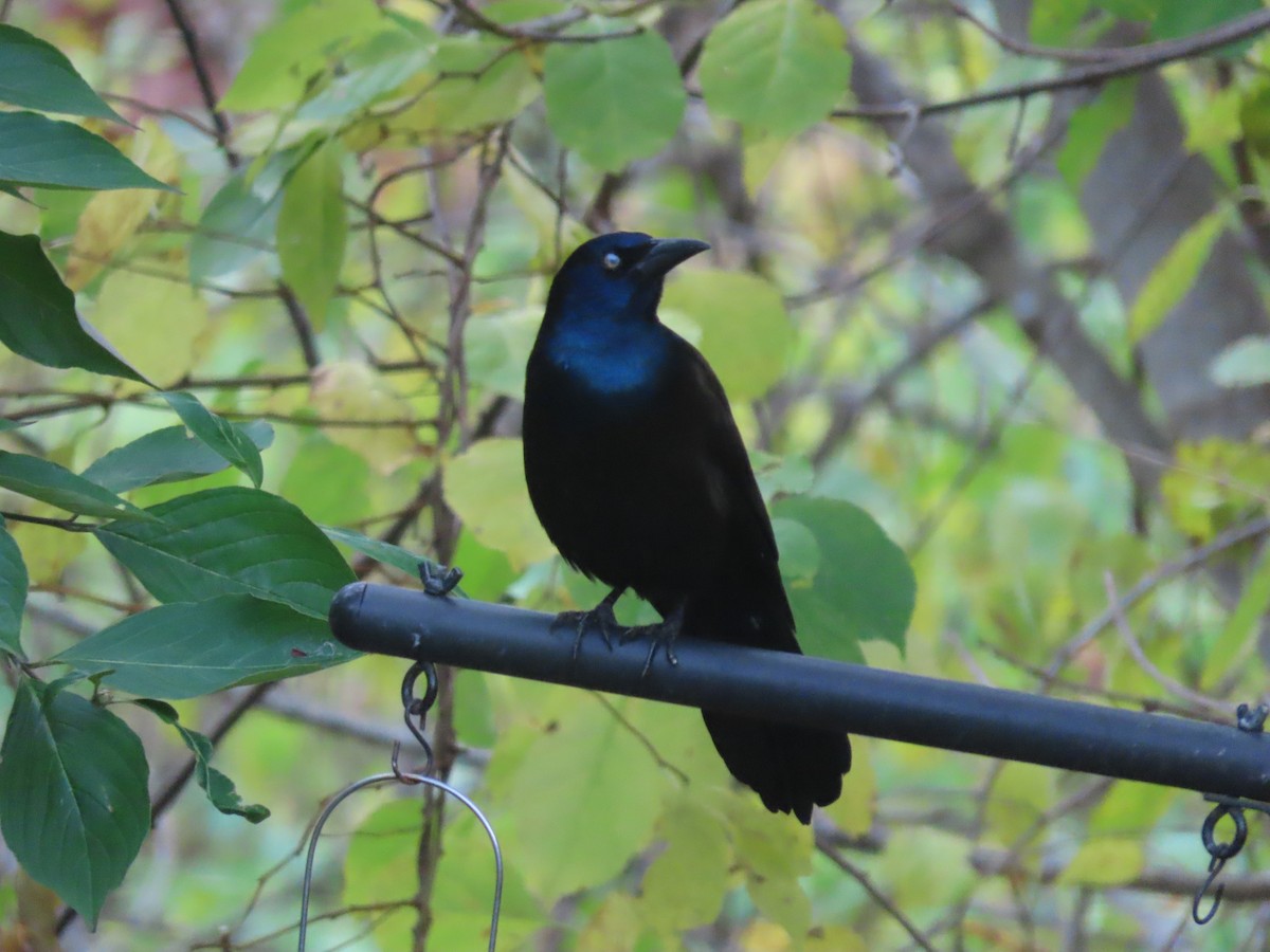 Purpurgrackel - ML644496940