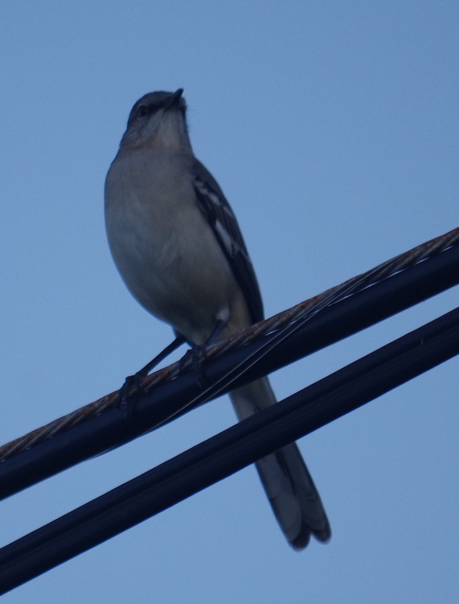 Многоголосый пересмешник - ML644496943