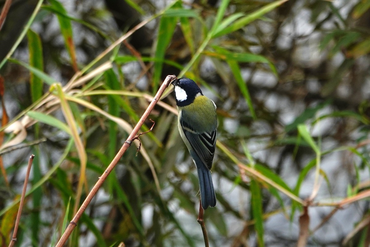 Asian Tit - ML644496947