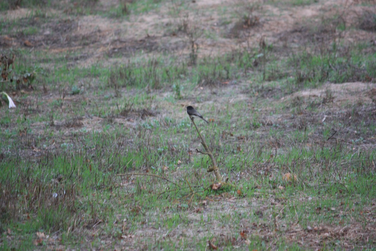 Black Phoebe - ML644496951