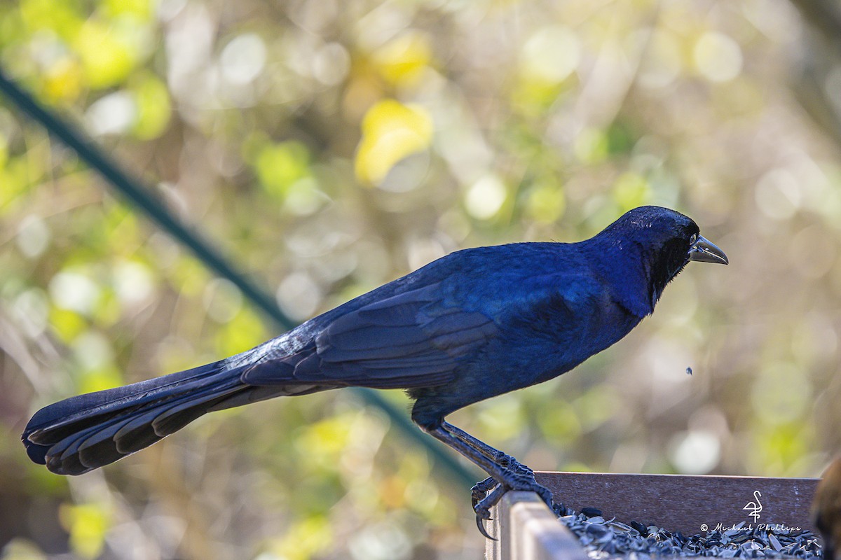 Quiscale des marais - ML644496952