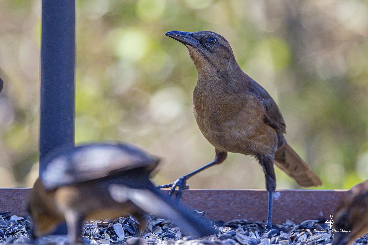Quiscale des marais - ML644496953