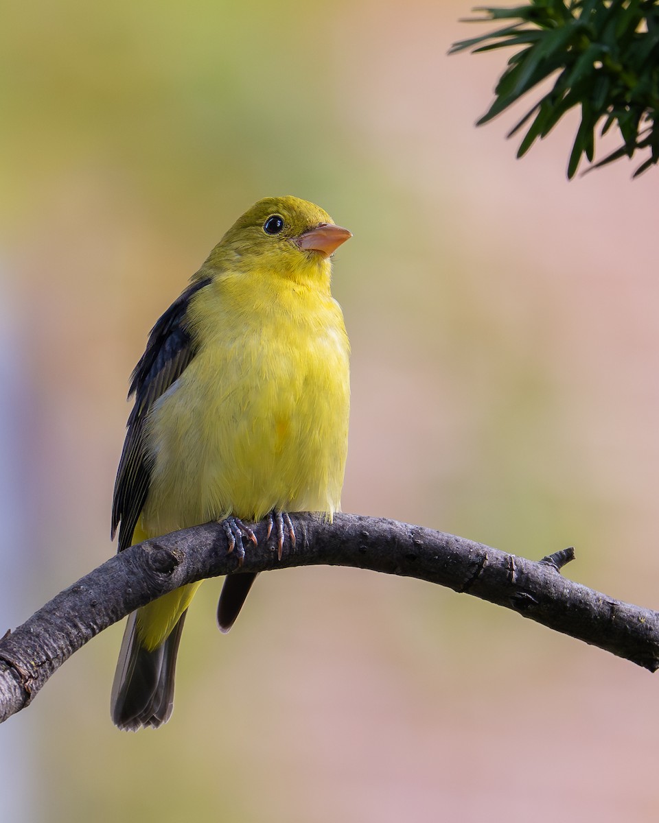 Piranga gorri-beltza - ML644496956