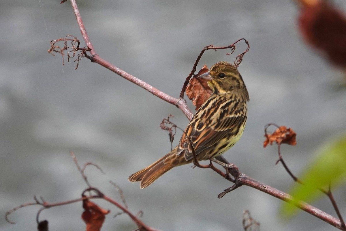 Masked Bunting - ML644496959
