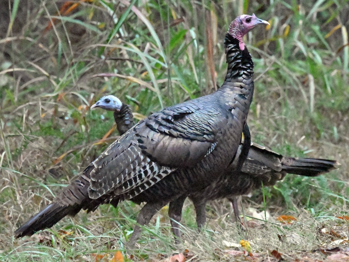 Wild Turkey - ML644496960