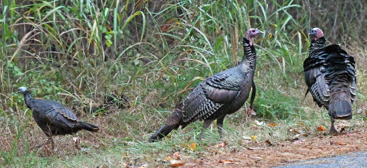 Wild Turkey - ML644496961