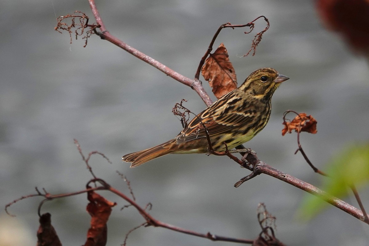 Masked Bunting - ML644496965