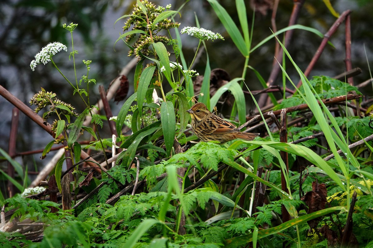 Masked Bunting - ML644496972