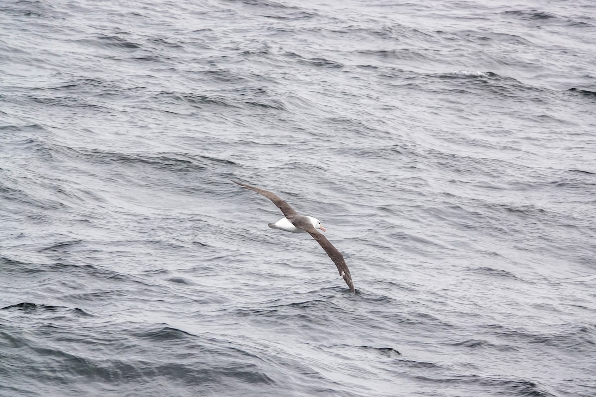 albatros černobrvý - ML644496973