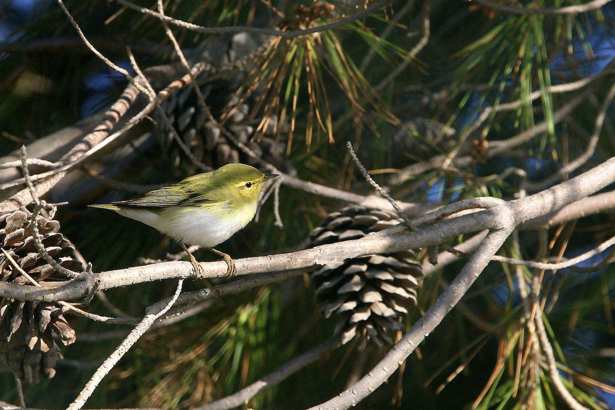 Тарчигнаа дууч шувуу - ML644496974