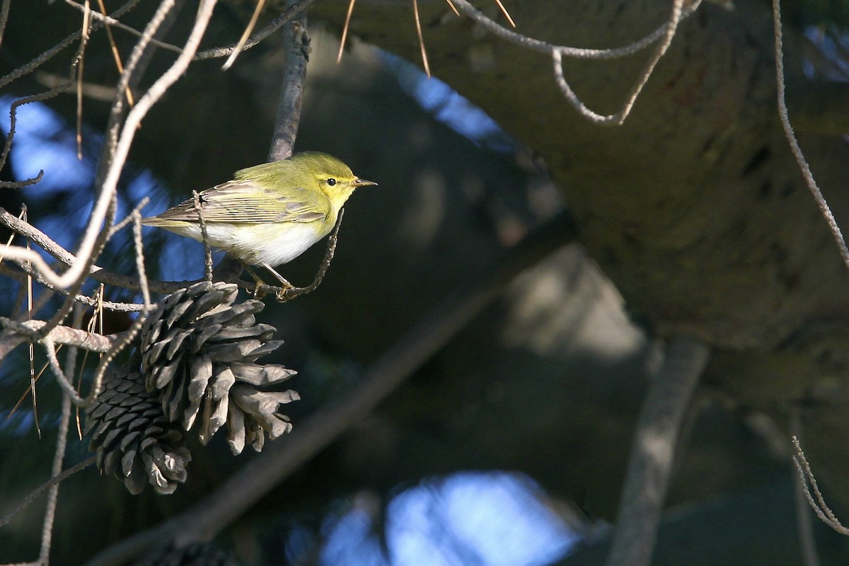 Тарчигнаа дууч шувуу - ML644496975